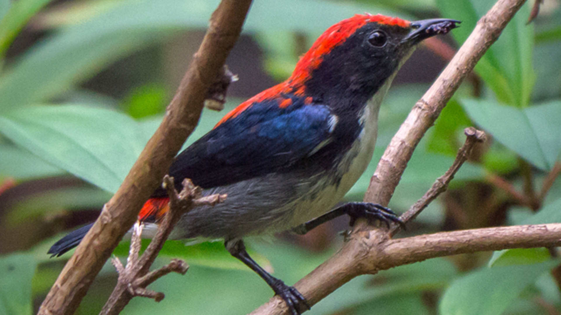 Scarlet-backed Flowerpecker